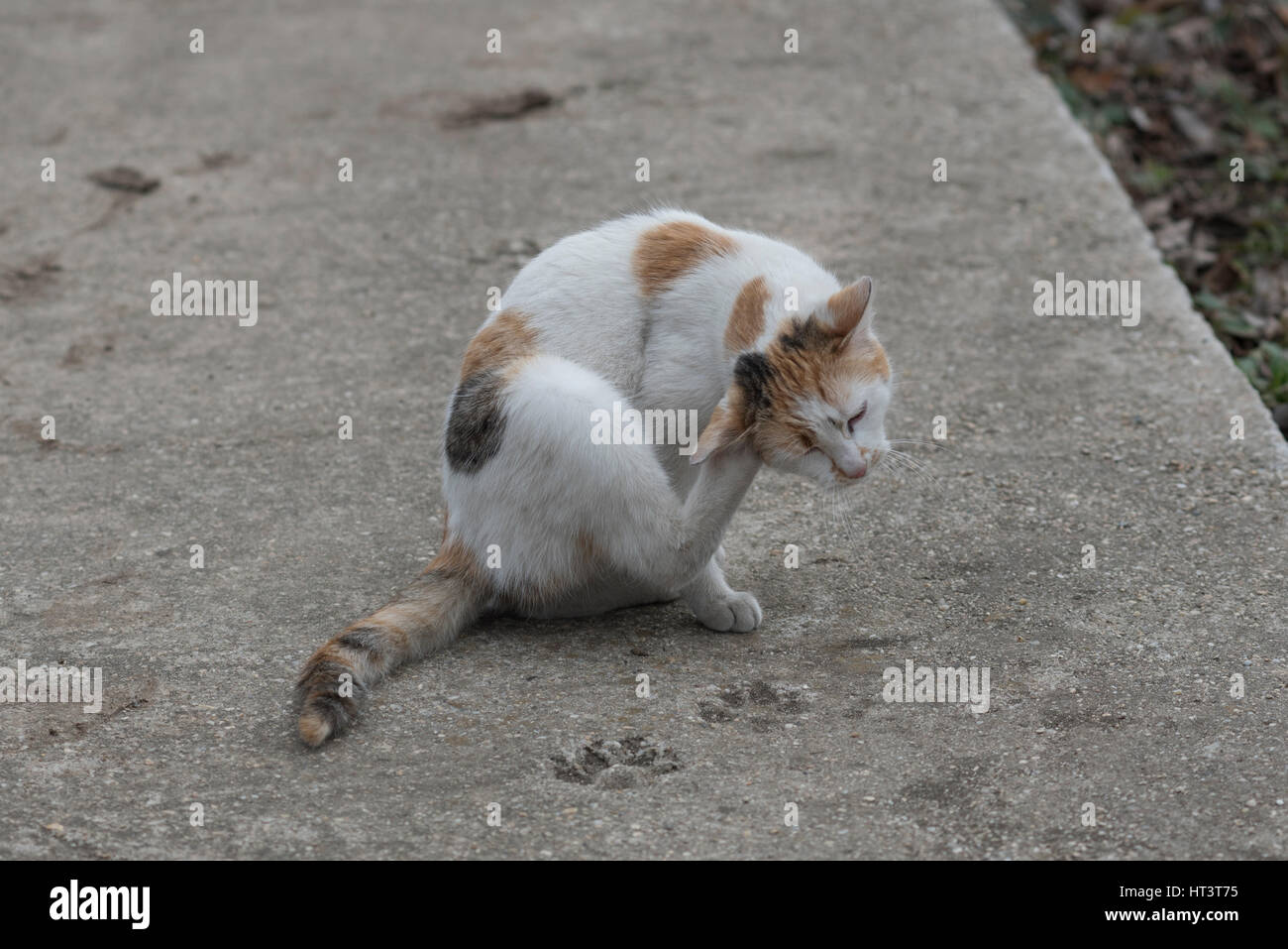 Weiße Katze kratzen am Ohr Stockfoto