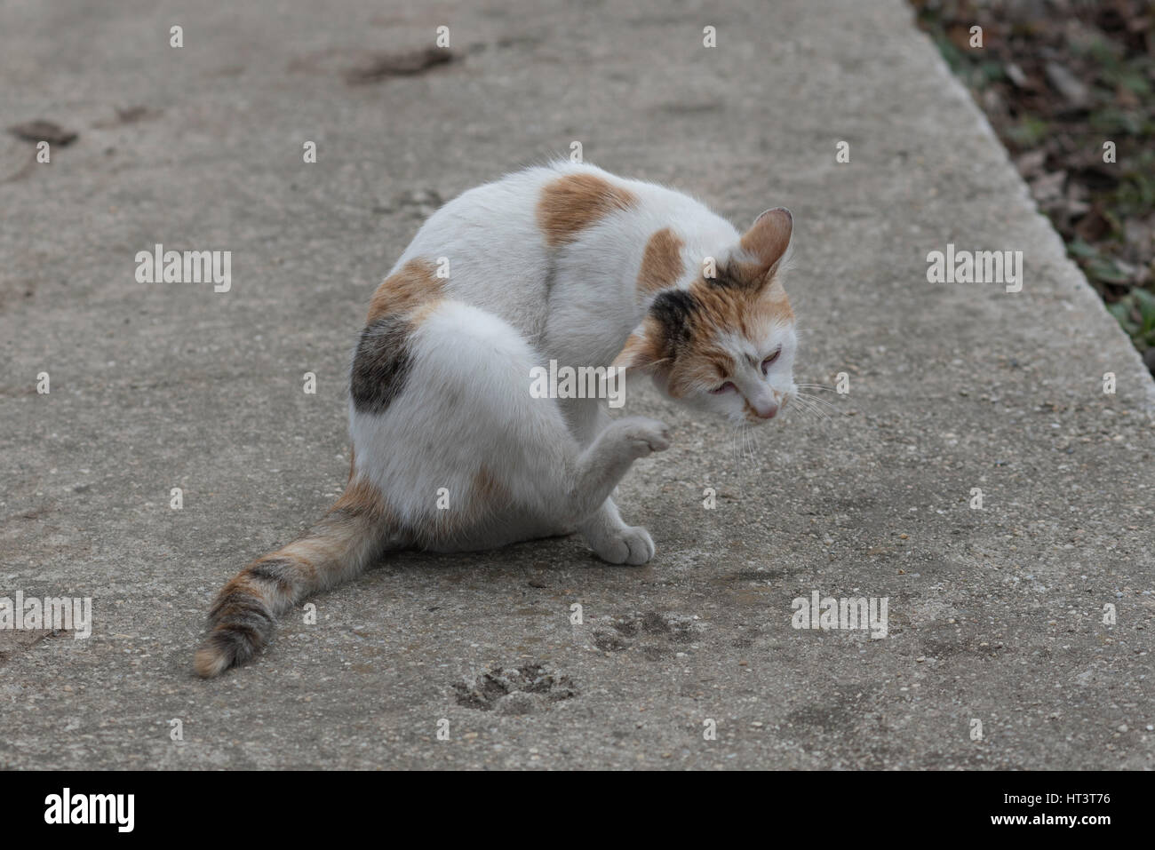 Weiße Katze kratzen am Ohr Stockfoto