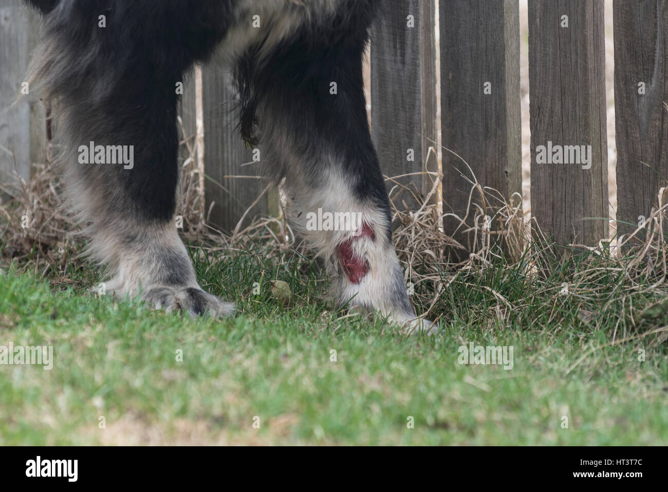 Hund krank mit Räude / Krätze Stockfoto