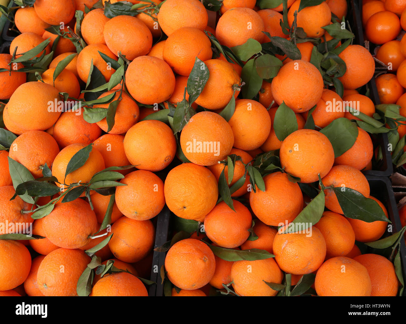 Orangen mit Blättern, die frisch gepflückten während der Ernte in das Land am Mittelmeer Stockfoto