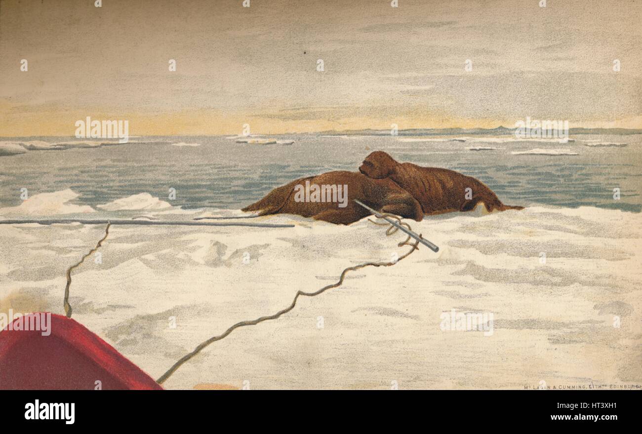 "Walrosse getötet vor der Ostküste der Halbinsel Taimyr, 12. September 1893, (1897). Künstler: Fridtjof Nansen. Stockfoto