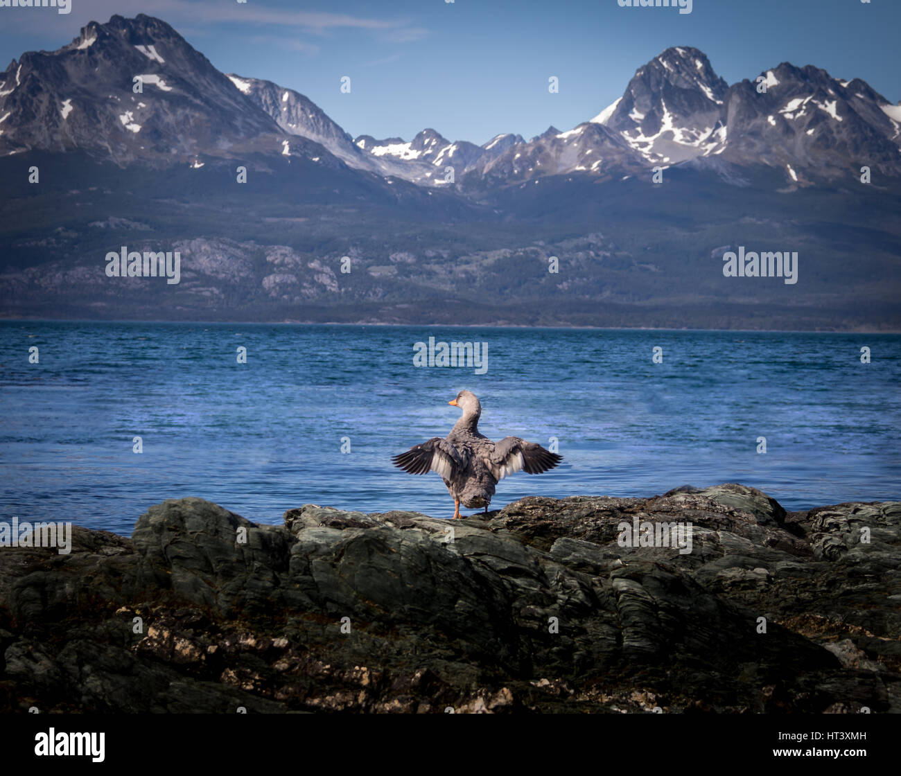 Graue Ente Flügeln vor See und Schnee Berge Stockfoto