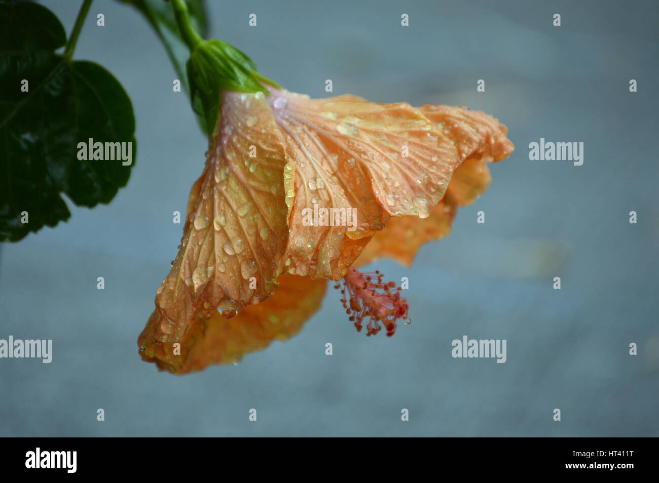 Regen-Tropfen auf einem Pfirsich Hibiscus Stockfoto