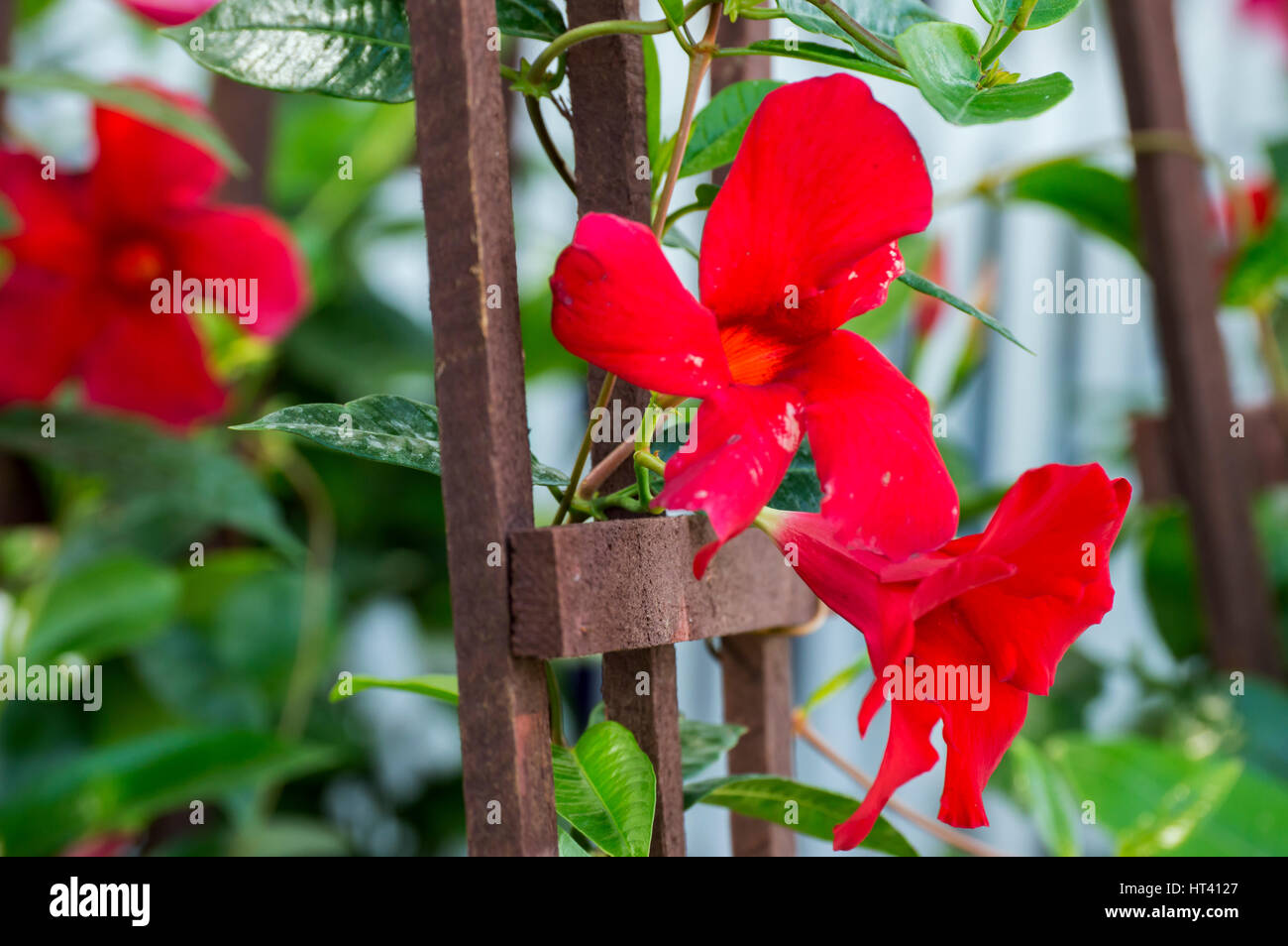 Roten Mandevilla Stockfoto