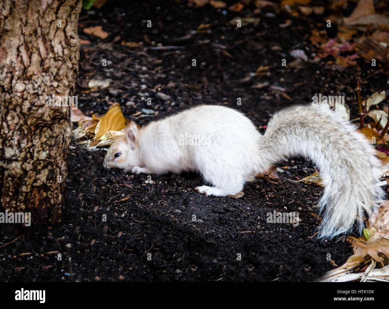 Weiße Eichhörnchen Stockfoto