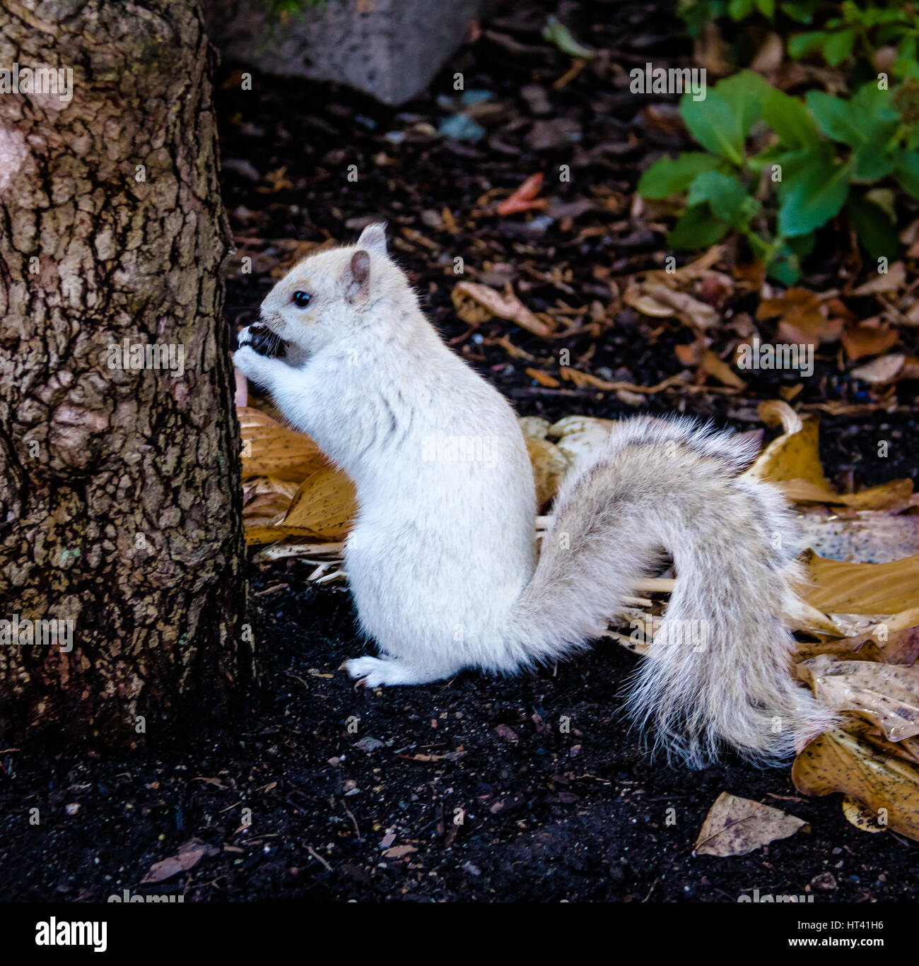 Weiße Eichhörnchen Stockfoto