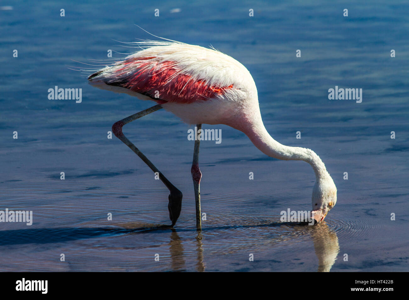 Chilenische Flamenco Flamenco Chileno (Phoenicopterus Chilensis) an Chaxa Lagune, einem Salzwasser-See vor San Pedro de Atacama, Nord-Chile Stockfoto