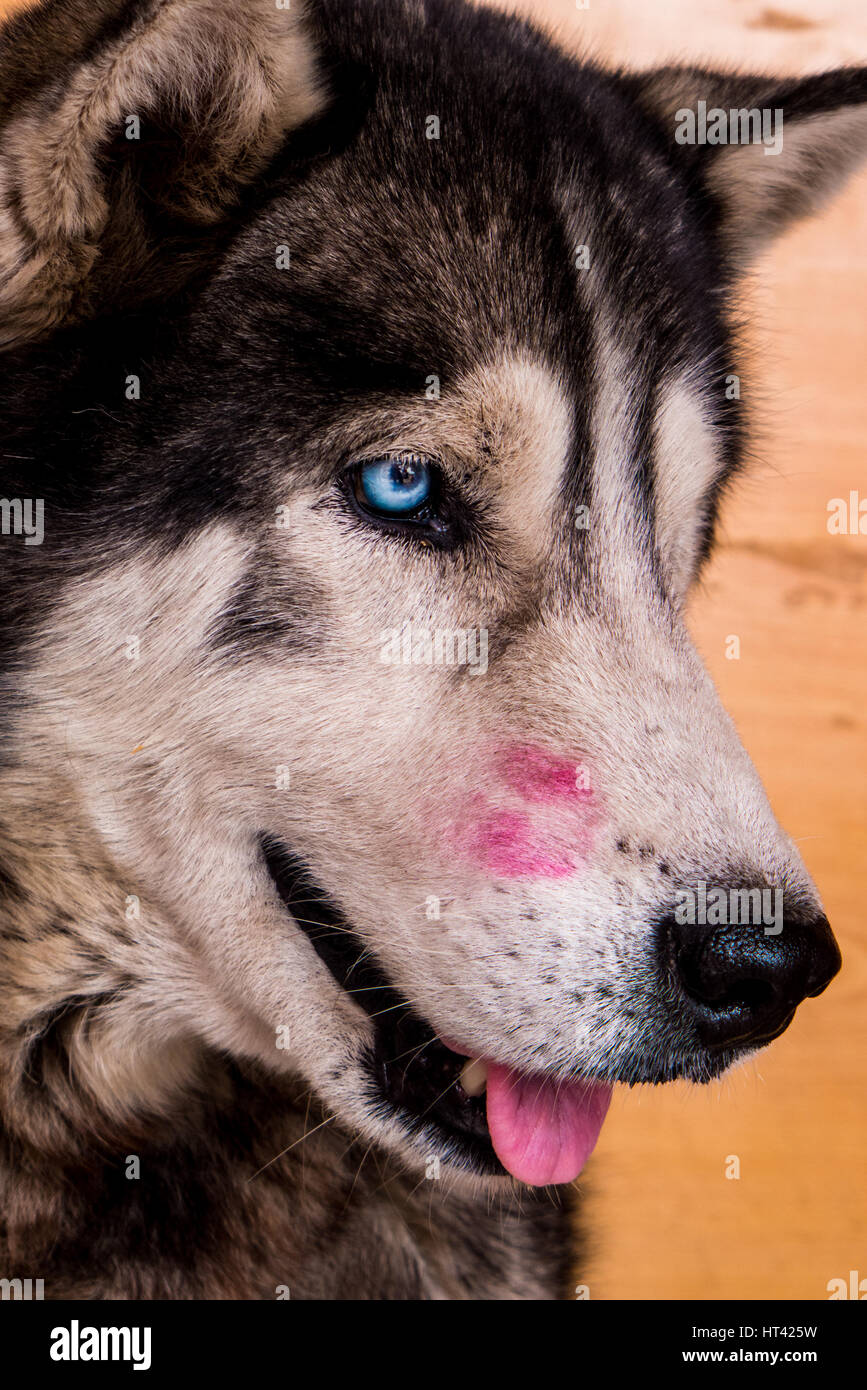 Porträt von einem Hund (husky) mit blauen Augen und einen rosa Lippenstift  Kuss auf die Nase Stockfotografie - Alamy