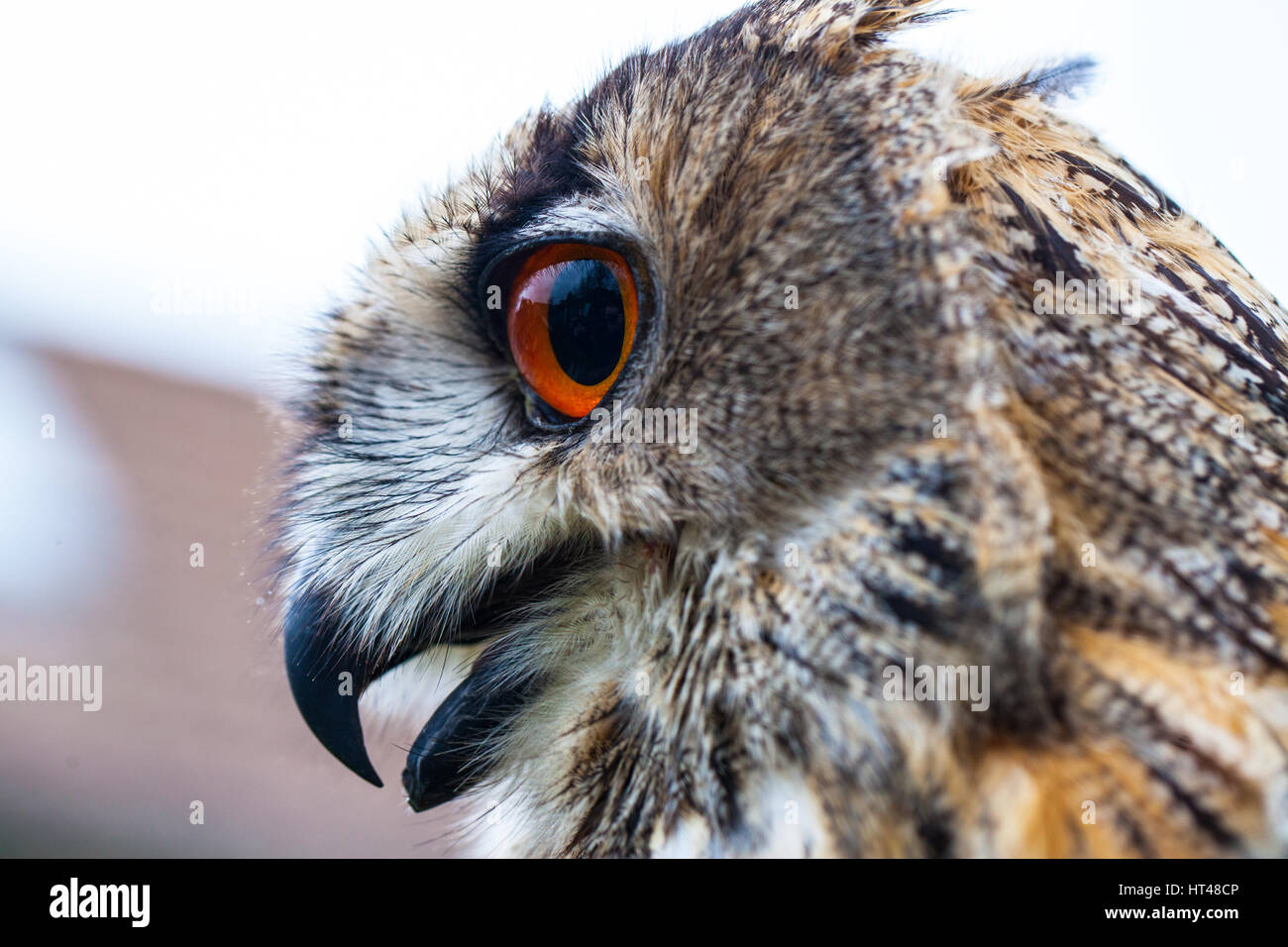 Große gehörnte eulenflügelfeder Fotos und Bildmaterial in hoher