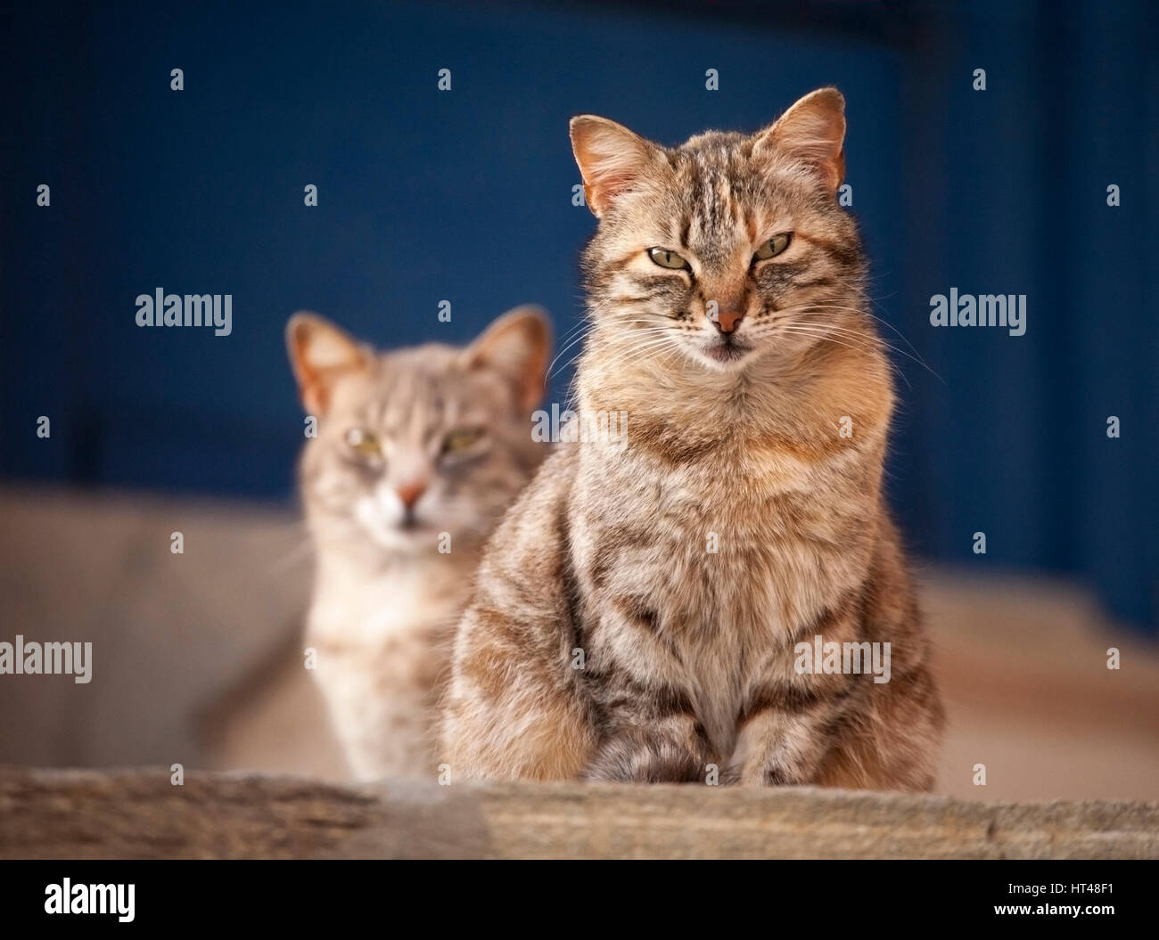 Tabby Katzen auf den griechischen Inseln Stockfoto