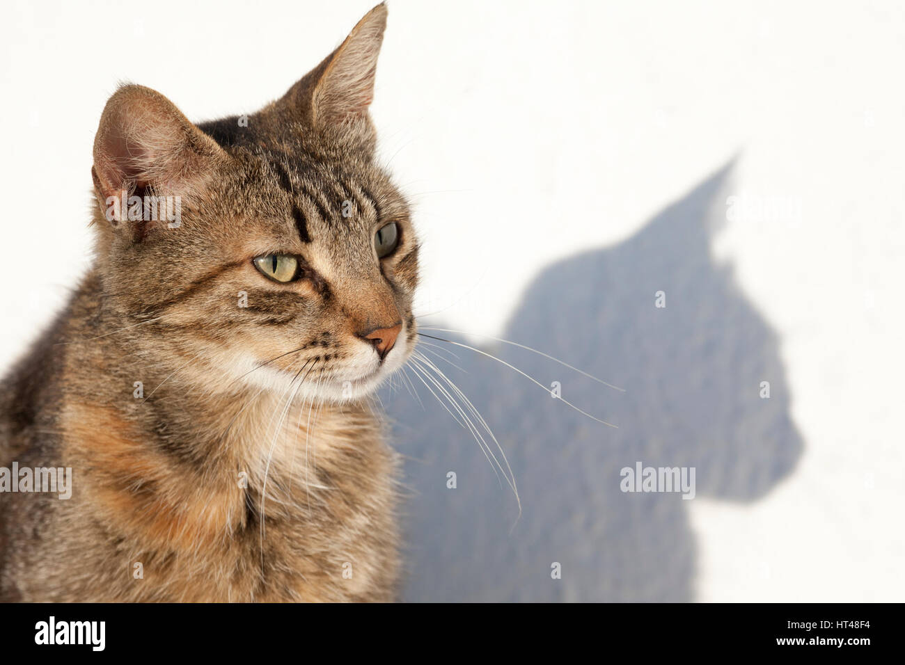 Katze auf der griechischen Insel Mykonos und Schatten Stockfoto
