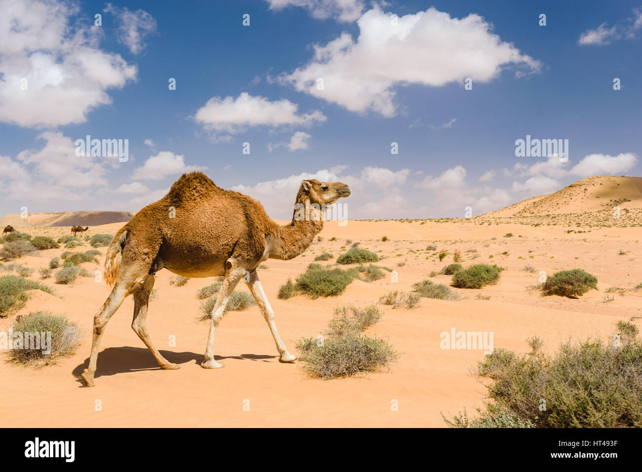 Dromedar Kamel gehen in der Wüste, Wadi Draa, Tan - Tan, Moro Stockfoto