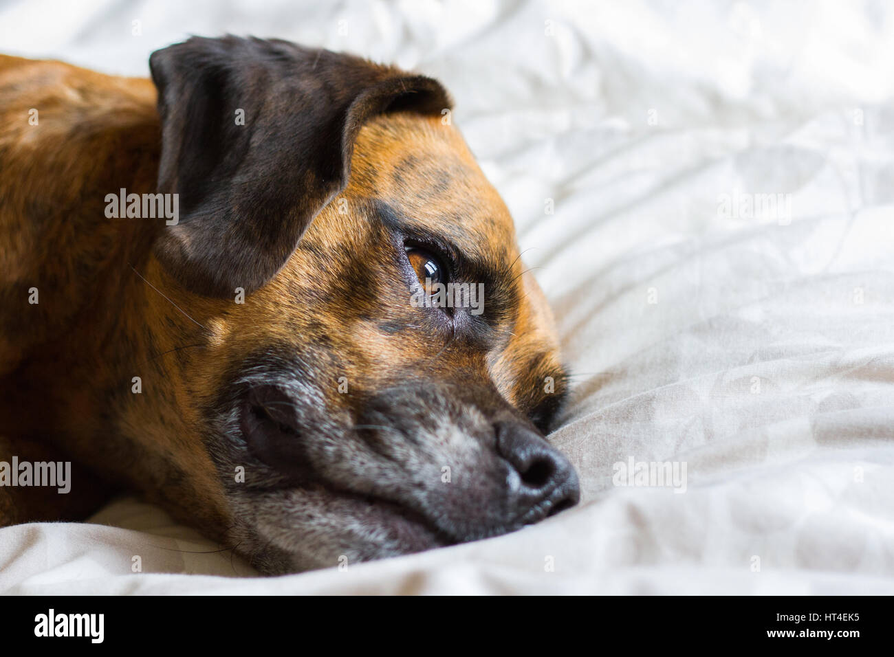 Niedlichen Hund legt auf seiner Seite auf Bett reflektierenden Gedanken Stockfoto