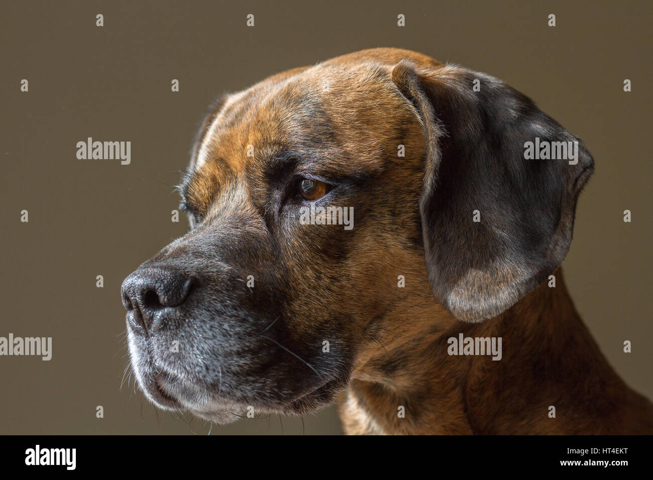 Süße freche Hund auf der Suche nach links der Kamera und aus Fenster Stockfoto