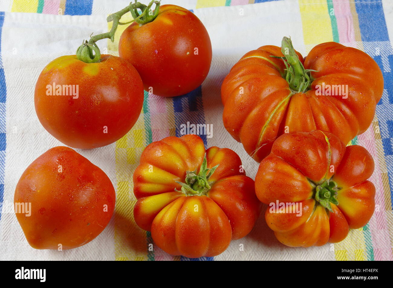 Bio-grüne und rote Tomaten - GVO-Lebensmittel gefangen aus einem kultivierten Feld in der Toskana, Italien - Studio Foto-Shooting auf einem bunten Küchentuch Stockfoto