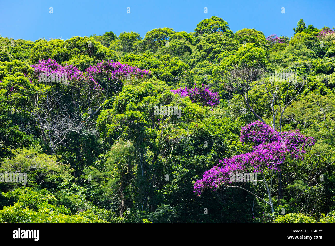Tropische Vegetation in Ilha Grande, RJ, Brasilien. Stockfoto