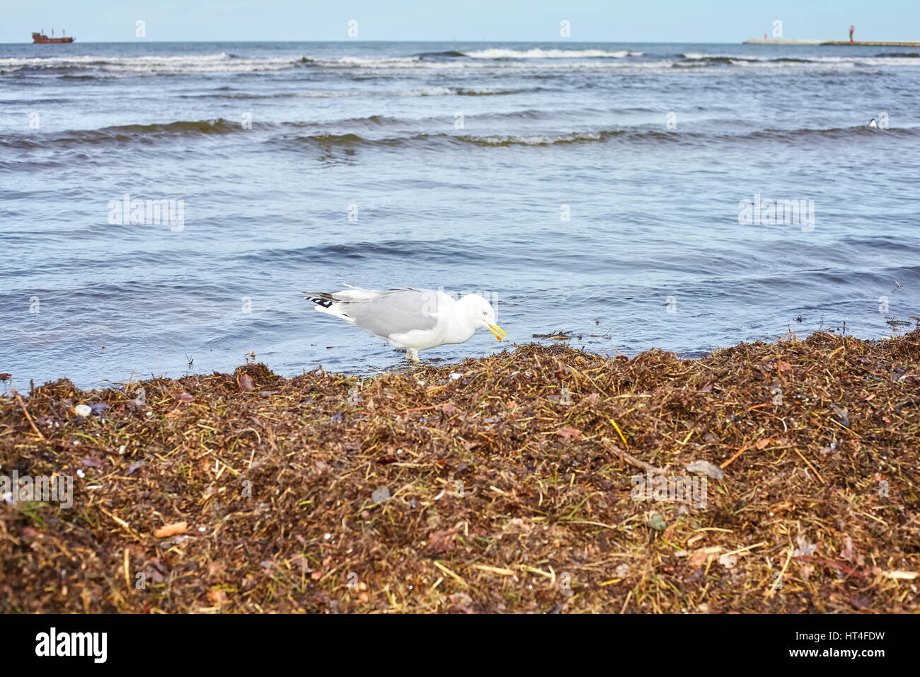 Möwe sucht nach Nahrung am Strand nach einem Sturm, selektiven Fokus. Stockfoto