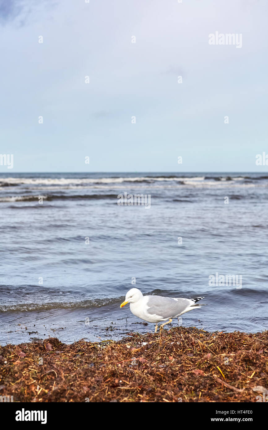 Möwe sucht nach Nahrung am Strand nach einem Sturm, selektiven Fokus. Stockfoto