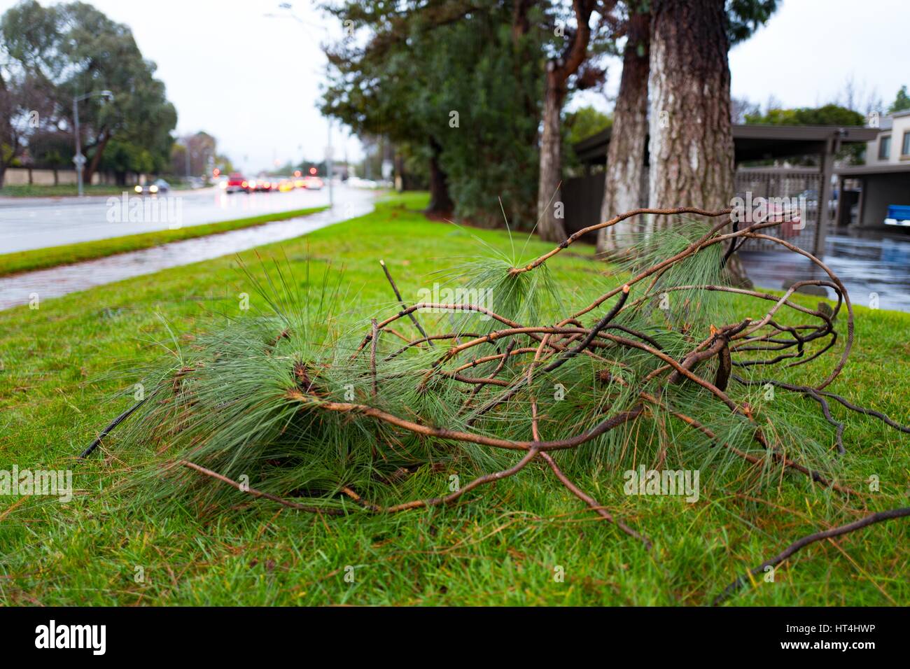 Gefallenen Ast während einer großen Regensturm in der San Francisco Bay Area, 10. Januar 2017. Anfang 2017, schwere Regen fiel in der Bay Area, führt zu Überschwemmungen und Stromausfällen. Stockfoto