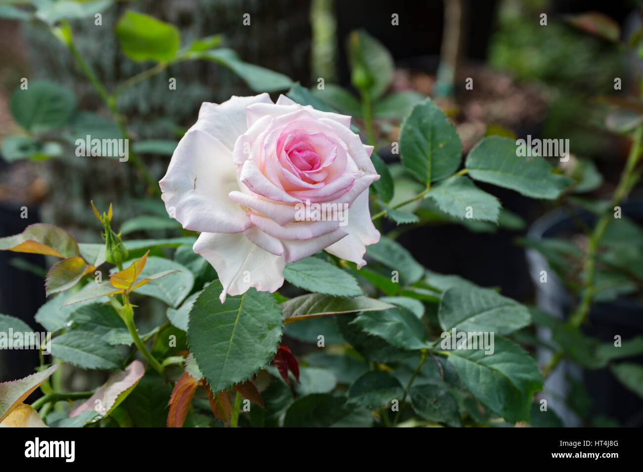 Rosa und weiße Rose Stockfoto
