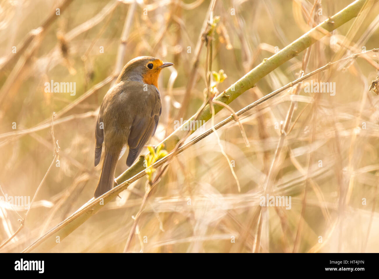 Rotkehlchen (Erithacus Rubecula) singen in der Sonne Strahlen Sonnenlicht während der Paarungszeit im Frühjahr. Stockfoto