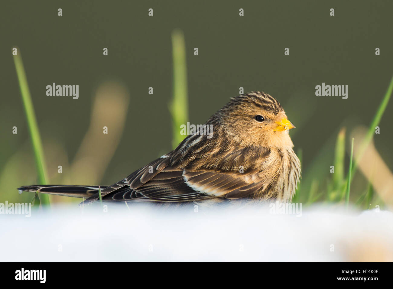 Nahaufnahme einer Berghänfling (Zuchtjahr Flavirostris) im Winter im Schnee. Ein Berghänfling ist ein kleiner Brauner Sperlingsvögel Vogel in der Fink-Familie Fringillidae. Stockfoto