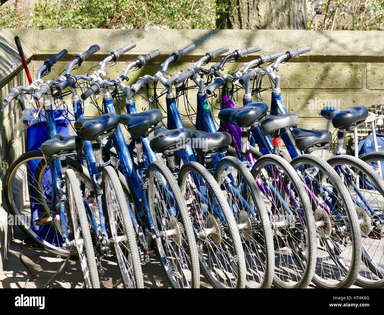 Acht blaue Fahrräder, eine lila, in einer Reihe. Central Park, New York City, New York, USA. Stockfoto