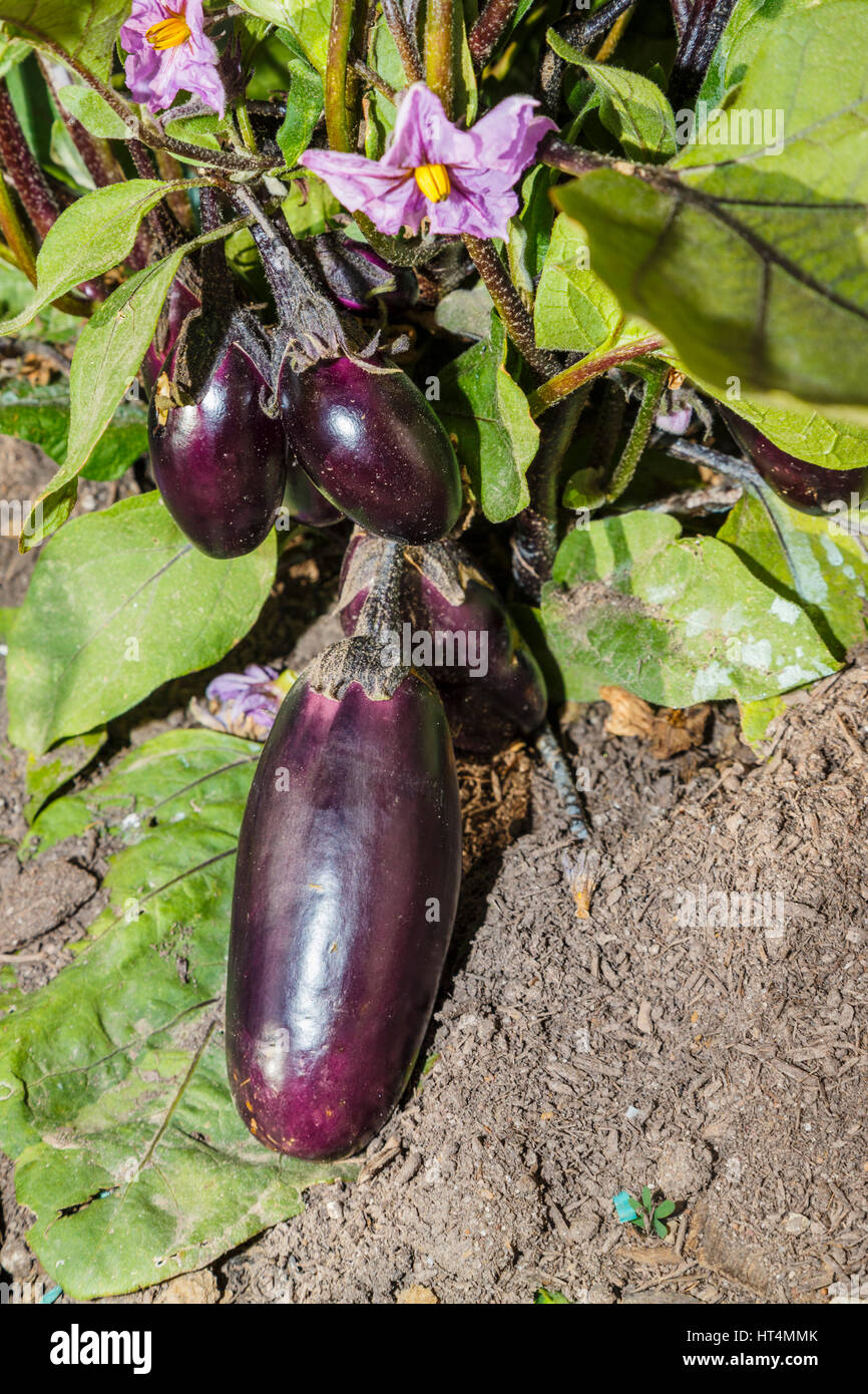 Auberginen (Solanum Melongena) oder Aubergine, eine Art von Nachtschatten Frucht weit in der Küche verwendet und hat seinen Ursprung als Bitter Apple. Stockfoto