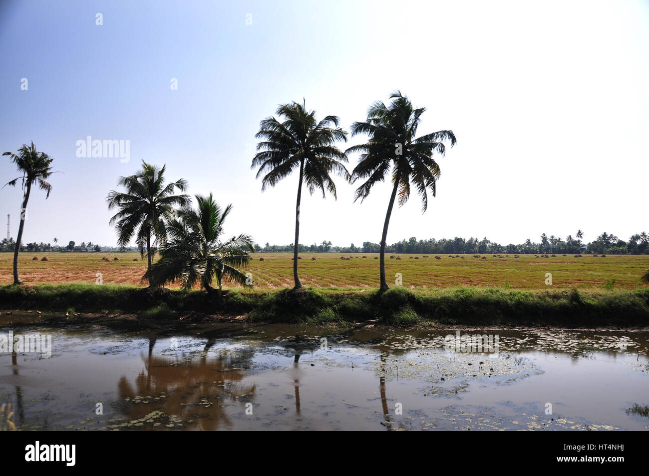 Kerala Kokosnussbaum, Reisfeld, Reisland (Photo Copyright © by Saji Maramon) Stockfoto