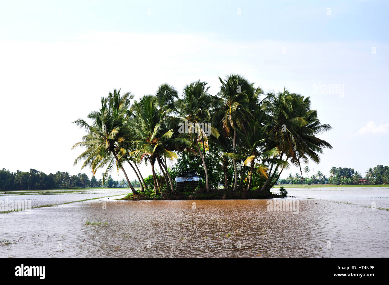 See, Kokospalme, Stauwasser, Kuttanad, Kerala, Indien (Photo Copyright © by Saji Maramon) Stockfoto