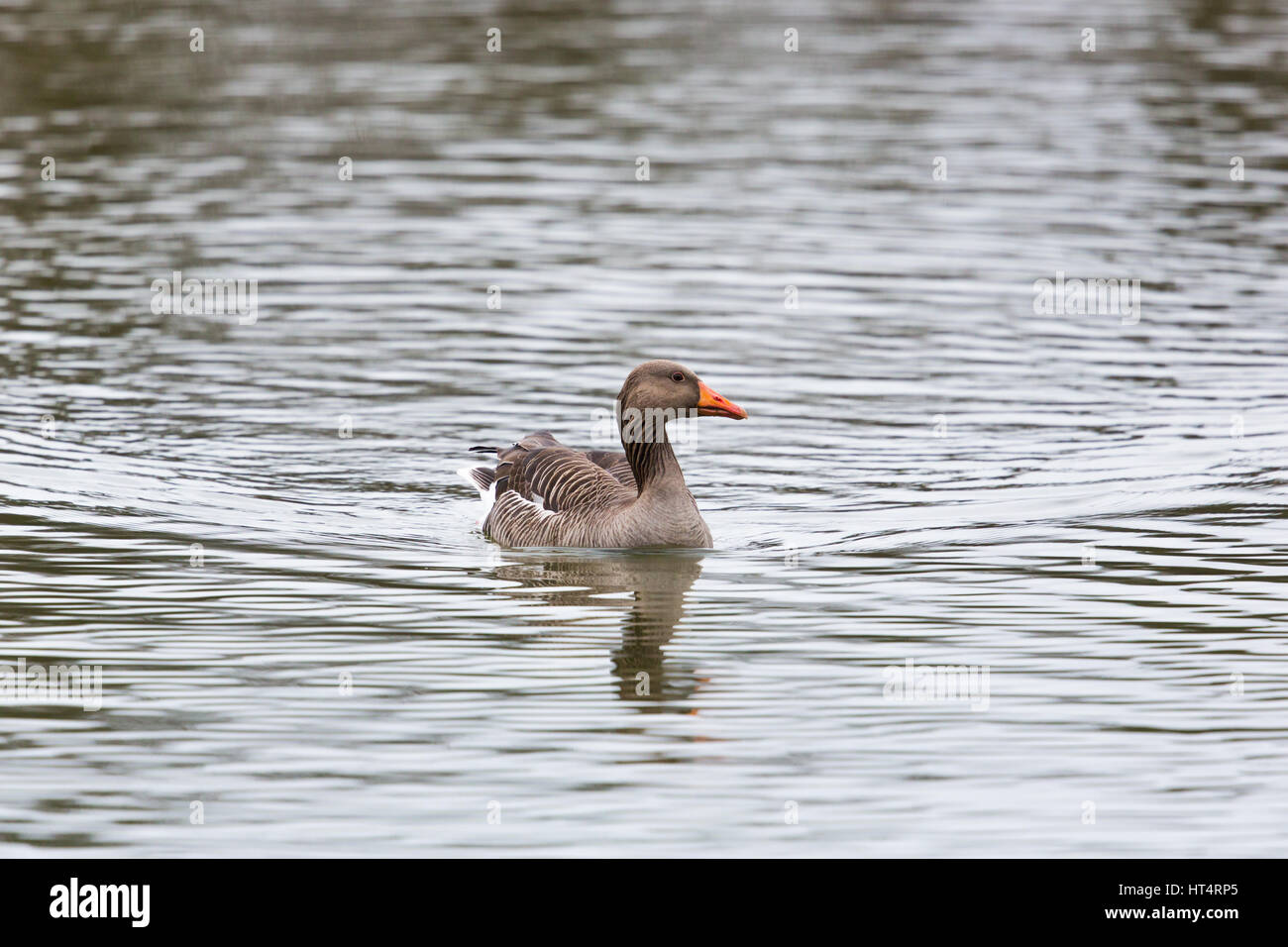 Seite Ansicht Bildniss schwimmen natürliche Graugans (Anser Anser) in Wasser mit Kohlensäure Stockfoto