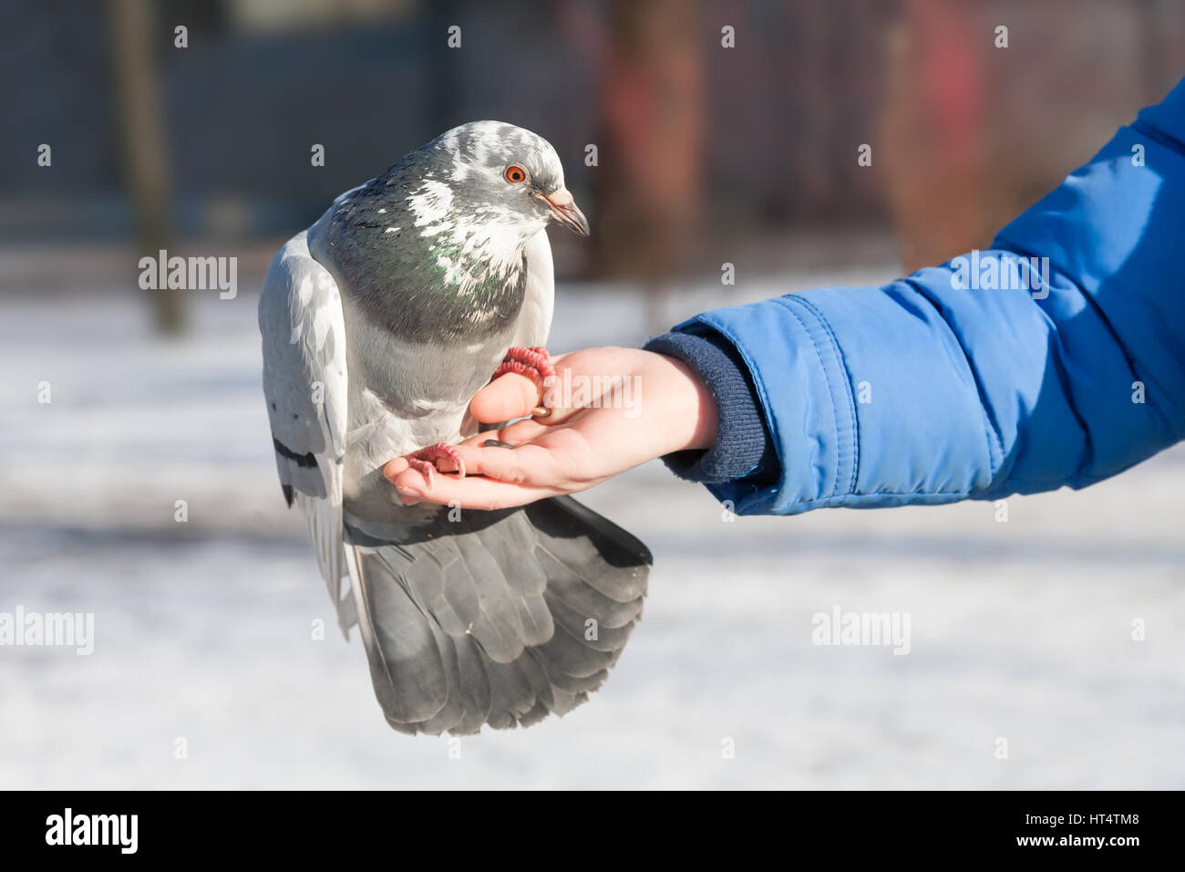 die Taube sitzt auf der einen Seite der Person in klaren Tag Stockfoto