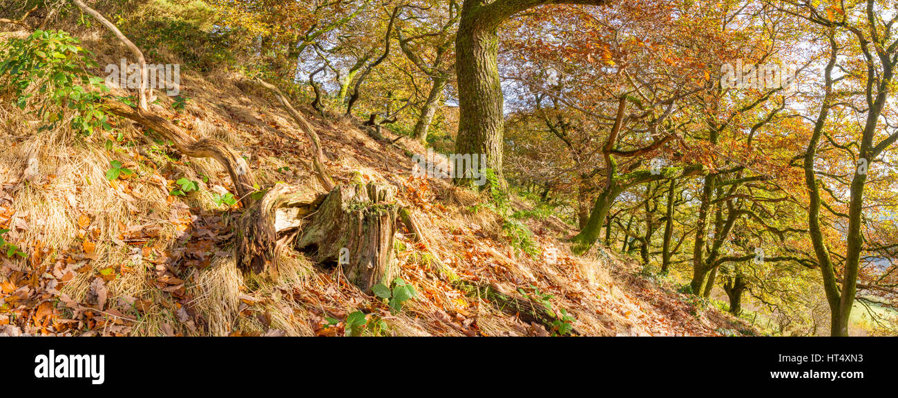 Traubeneiche (Quercus Petraea) Wald im Herbst. Powys, Wales. November. Stockfoto