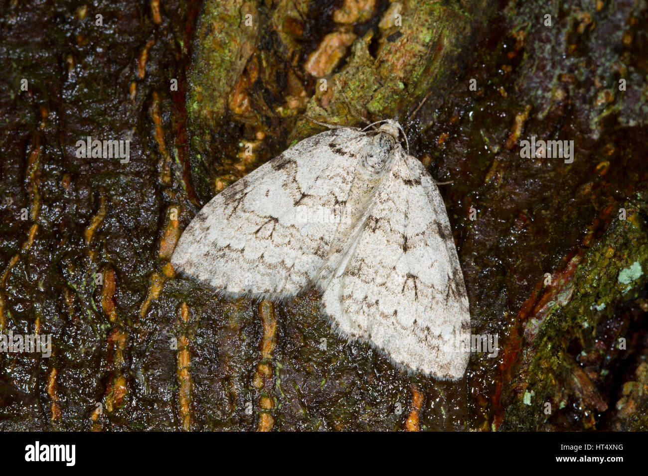 November Motte (Epirrita SP.) Erwachsene Motte auf Baumrinde. Powys, Wales. November. Stockfoto