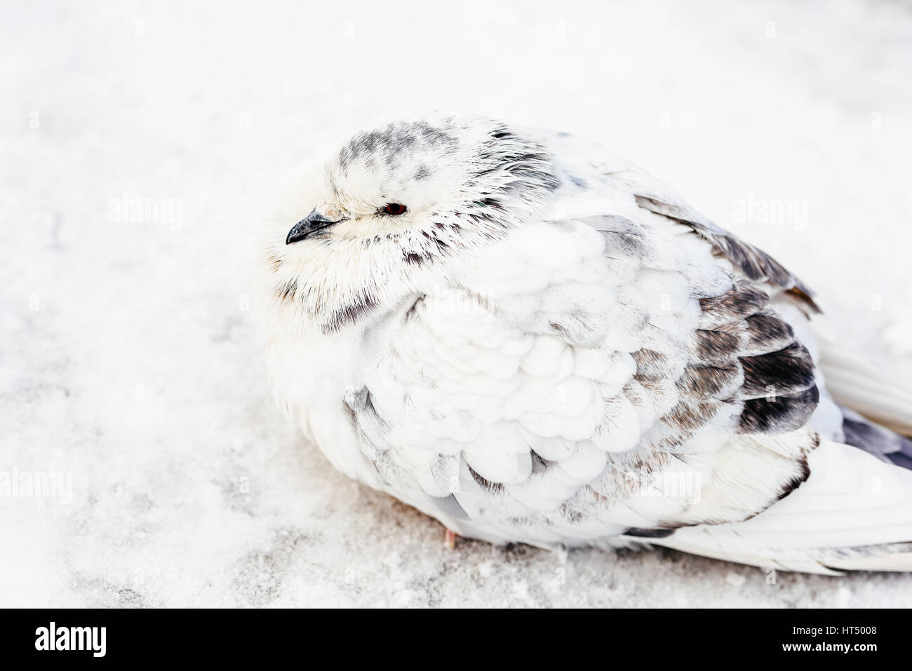Weiße und graue Taube Vogel Einfrieren im Winter Kälte Stockfoto