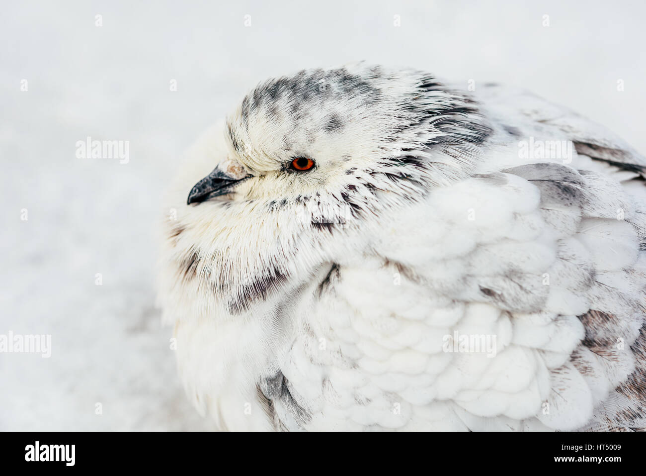 Weiße und graue Taube Vogel Einfrieren im Winter Kälte Stockfoto