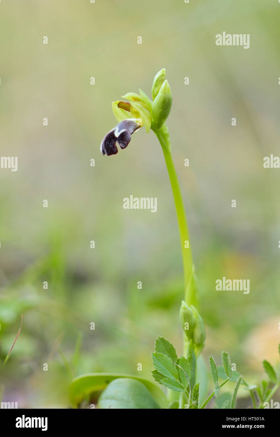 Düstere Bee-Orchidee, Ophrys Fusca Subspecies Dyris, Andalusien, Südspanien. Stockfoto