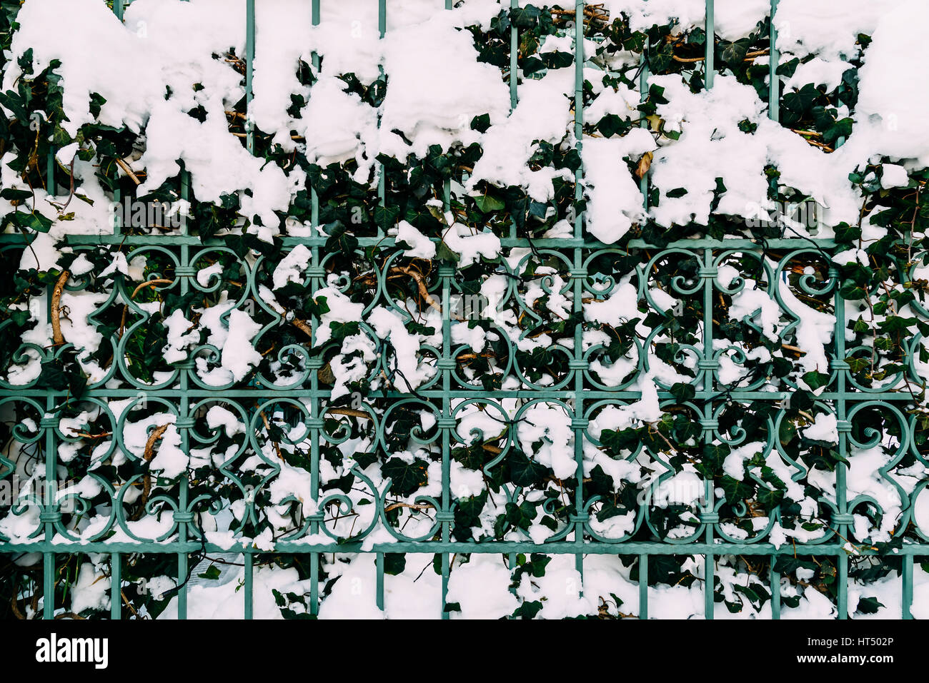 Grüne Reben wachsen durch Stahlzaun im Winter Schnee bedeckt Stockfoto