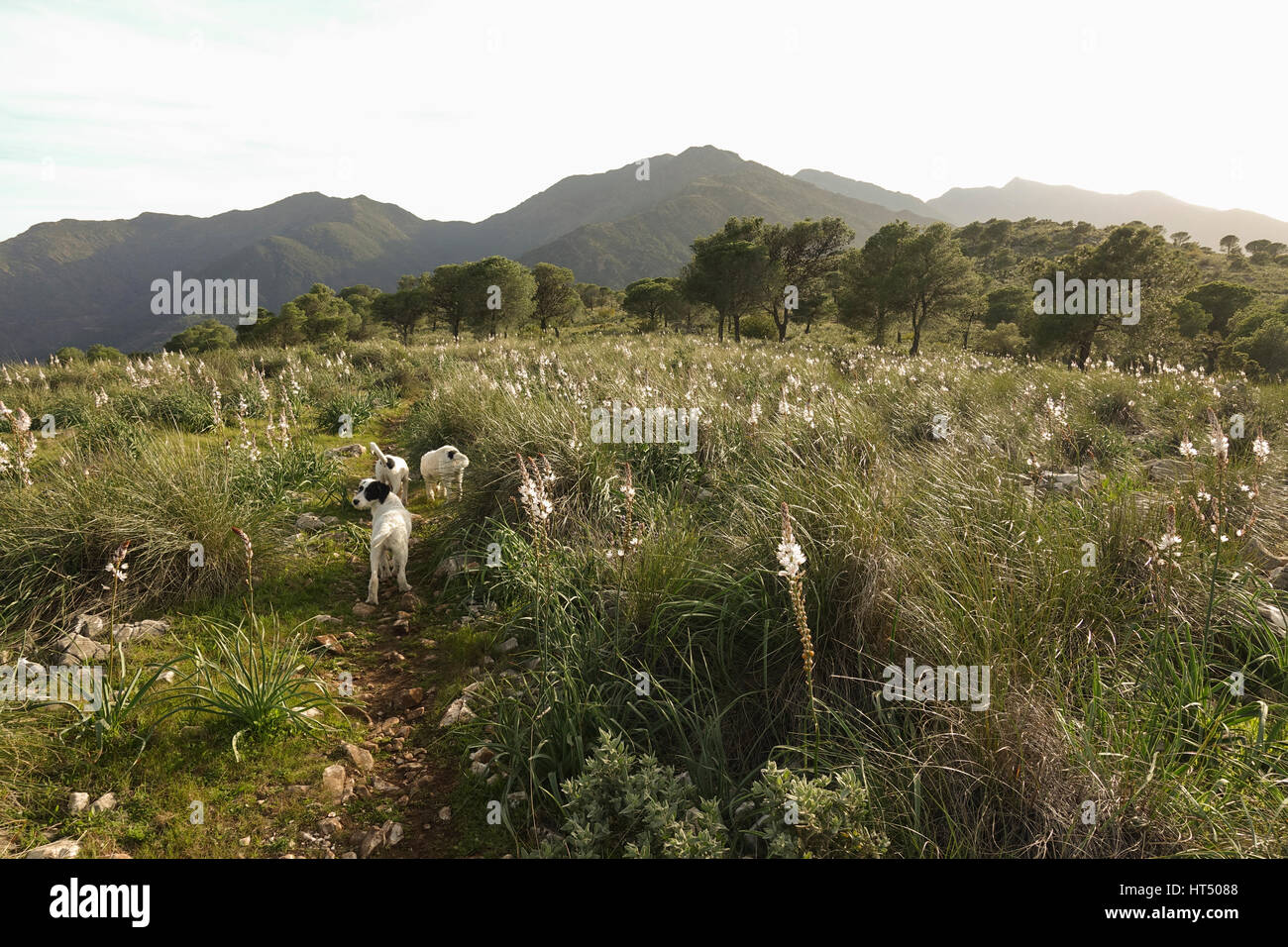 Drei junge Hunde, Hund, Haustiere, Haustier, frei herumlaufen, frei in den Bergen, Spanien. Stockfoto