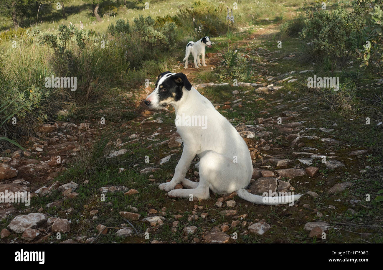 Drei junge Hunde, Hund, Haustiere, Haustier, frei herumlaufen, frei in den Bergen, Spanien. Stockfoto