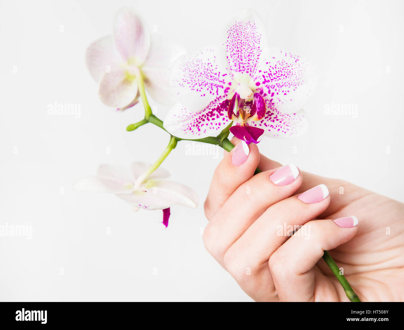 Nahaufnahme der weiblichen Hände und Finger manikürt. Fingernägel mit französischen Frühling Maniküre in der Nähe von Zweig der Orchideenblüten isoliert auf weißem Hintergrund. Stockfoto