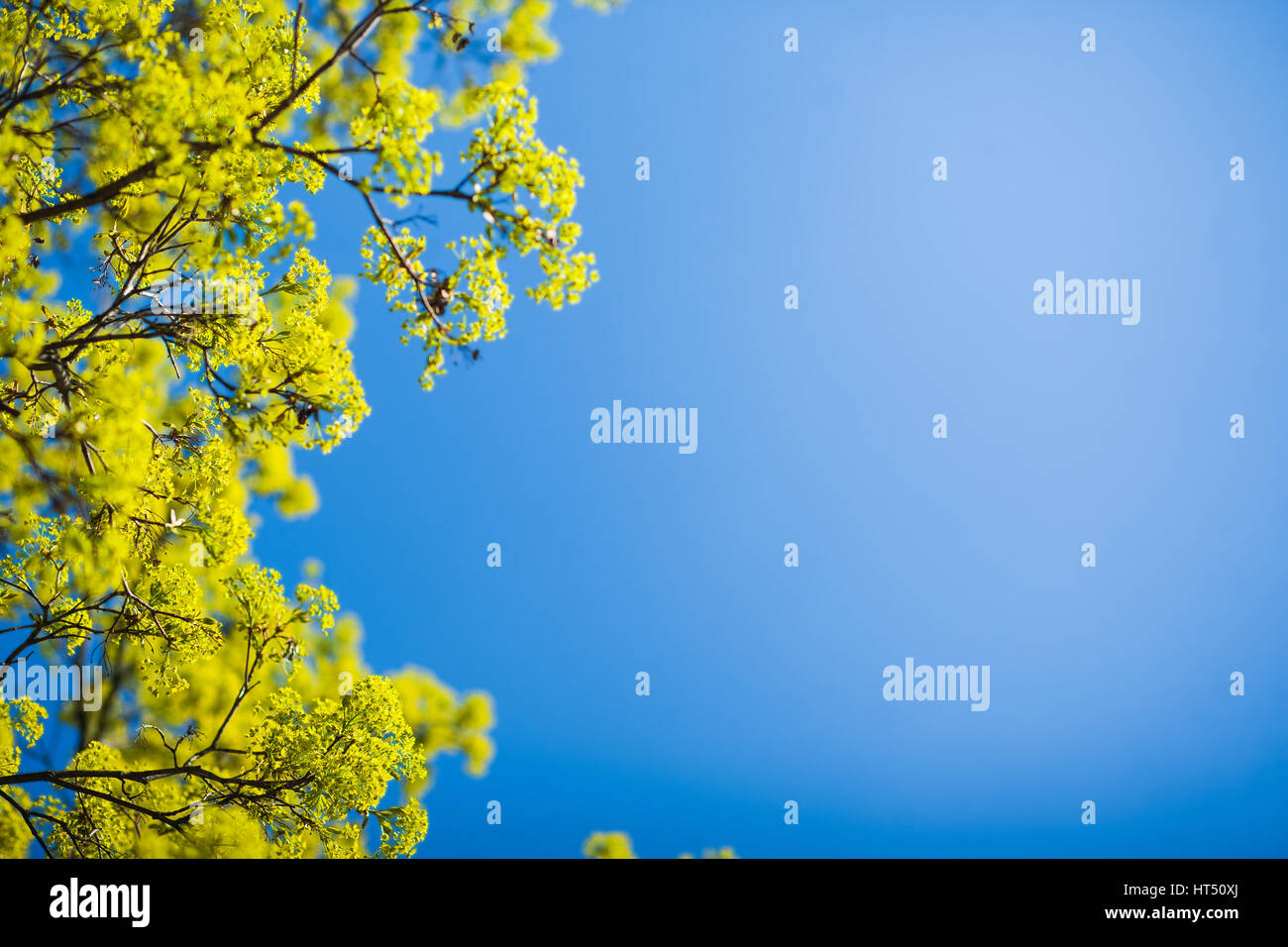 Schönen Frühling Baum mit neuen Blättern isoliert über strahlend blauen Himmel. Natur-Hintergrund. Horizontale Farbfotografie Stockfoto