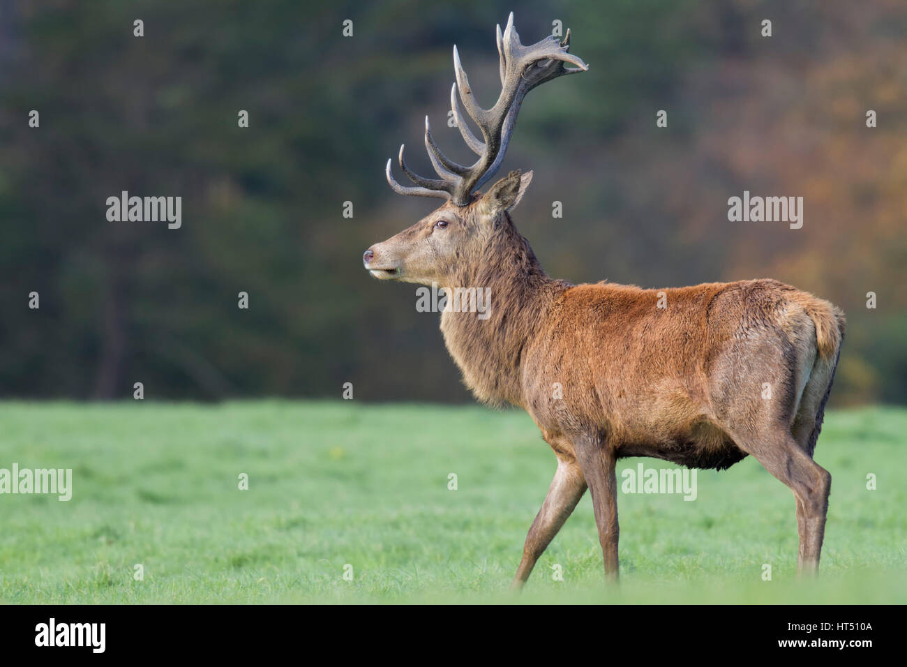 Rothirsch (Cervus Elaphus), Männlich, Gras Weiden, South Wales, Vereinigtes Königreich Stockfoto