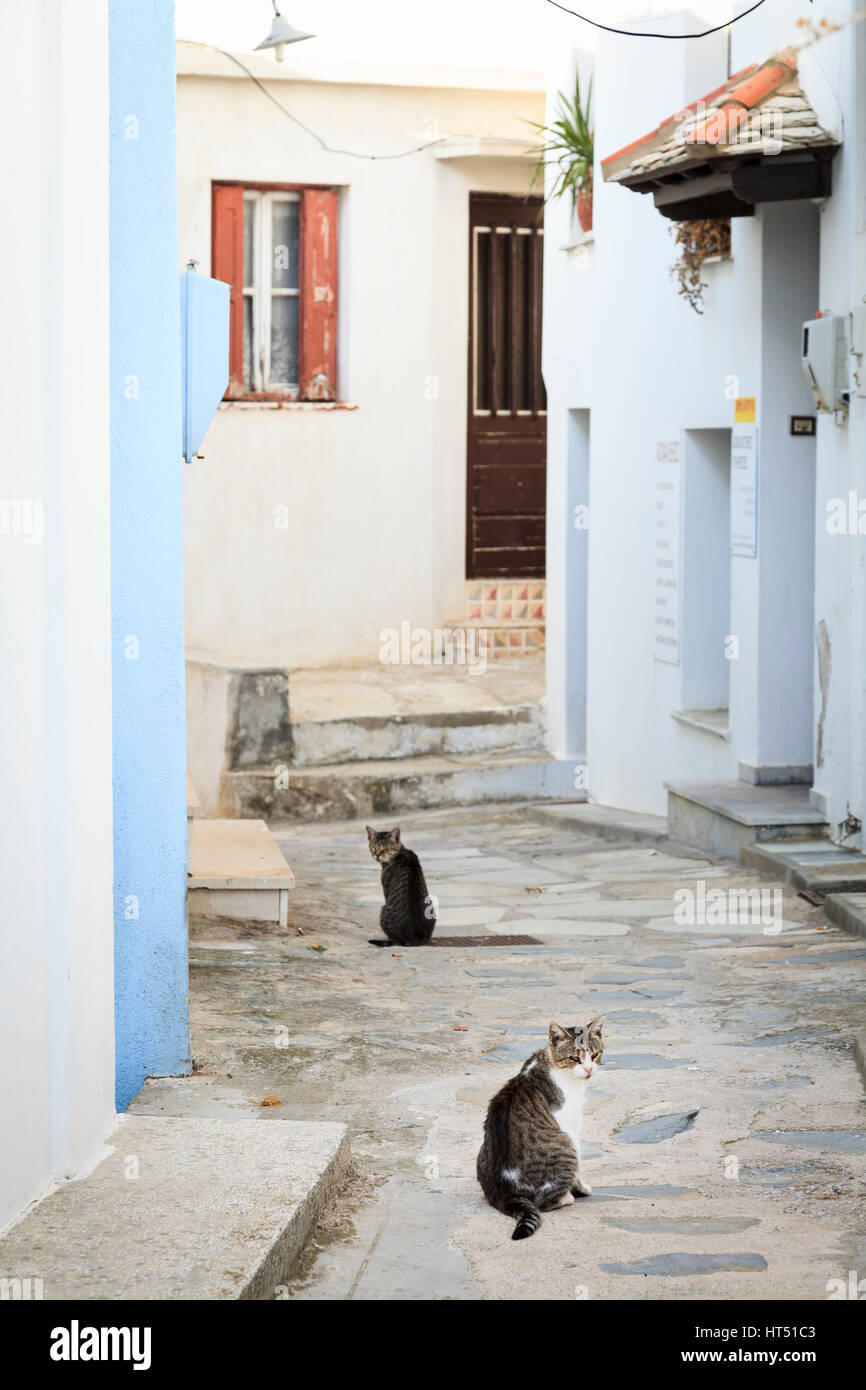 Schmale weiße Washed Straße, Skopelos Stadt Skopelos, Griechenland Stockfoto