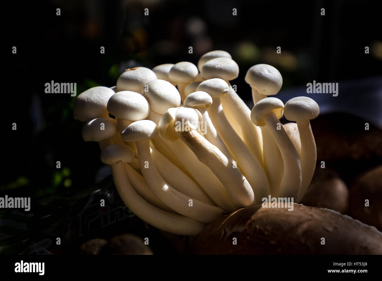 Closeup auf essbare weiße Pilze Grouning in einem dunklen Bereich Lited aber die Sonne Stockfoto