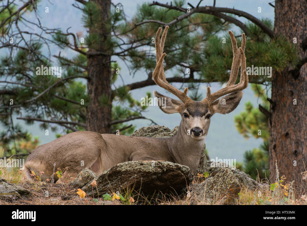 Maultierhirsch (Odocoileus Hemionus) Bock, ruhen, Montane Wald, Rocky Mountain Nationalpark, Colorado USA Stockfoto