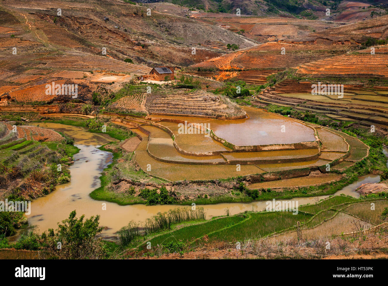 Reisterassen auf dem Weg zum Andringitra, zentralen Madagaskar, von Monika Hrdinova/Dembinsky Foto Assoc Stockfoto