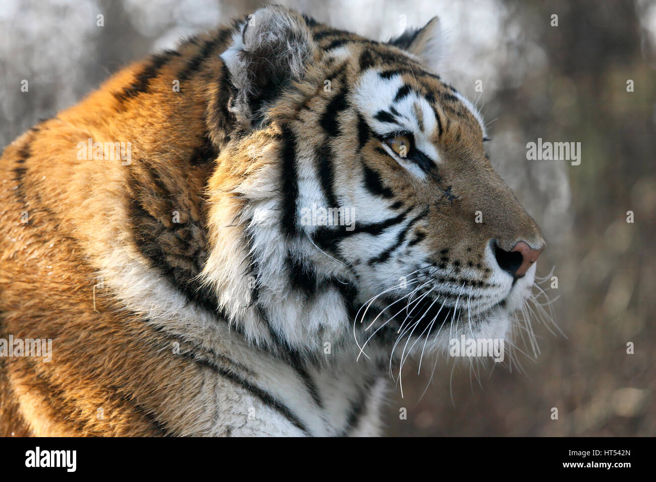 Tigerkopf hautnah. Amur-Tiger im Zoo Assiniboine Park, Winnipeg, Manitoba, Kanada Stockfoto