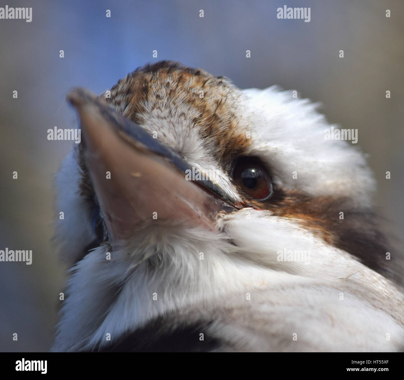 Lachende Kookaburra-Nahaufnahme Stockfoto