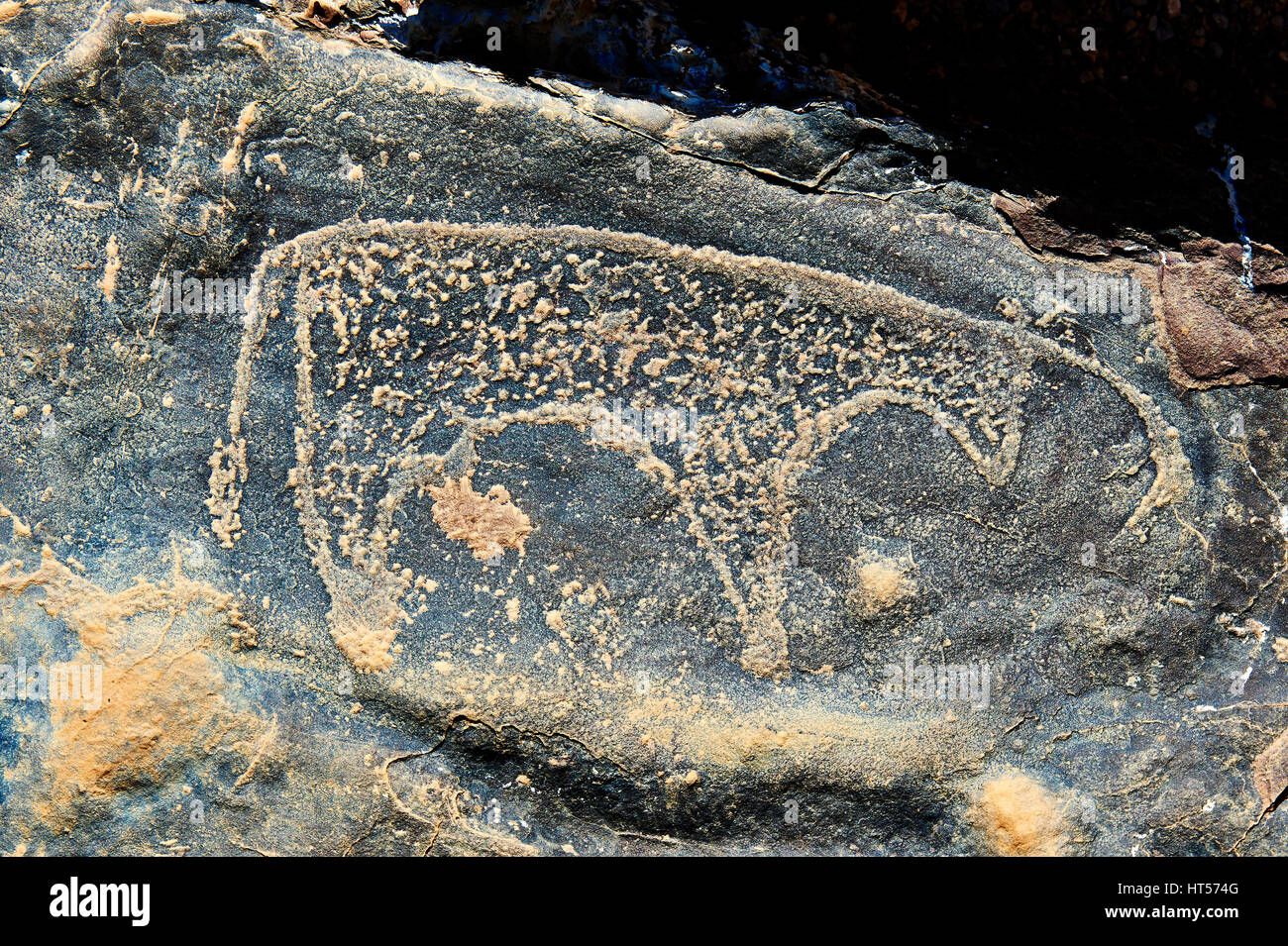 Prähistorische Sahara Petroglyph Kunst Felszeichnungen von Rindern von einer Site 20km östlich von Taouz, Süd-Ost-Marokko Stockfoto